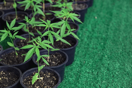 marijuana growing equipment.png