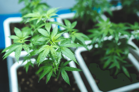 cannabis grow equipment.png