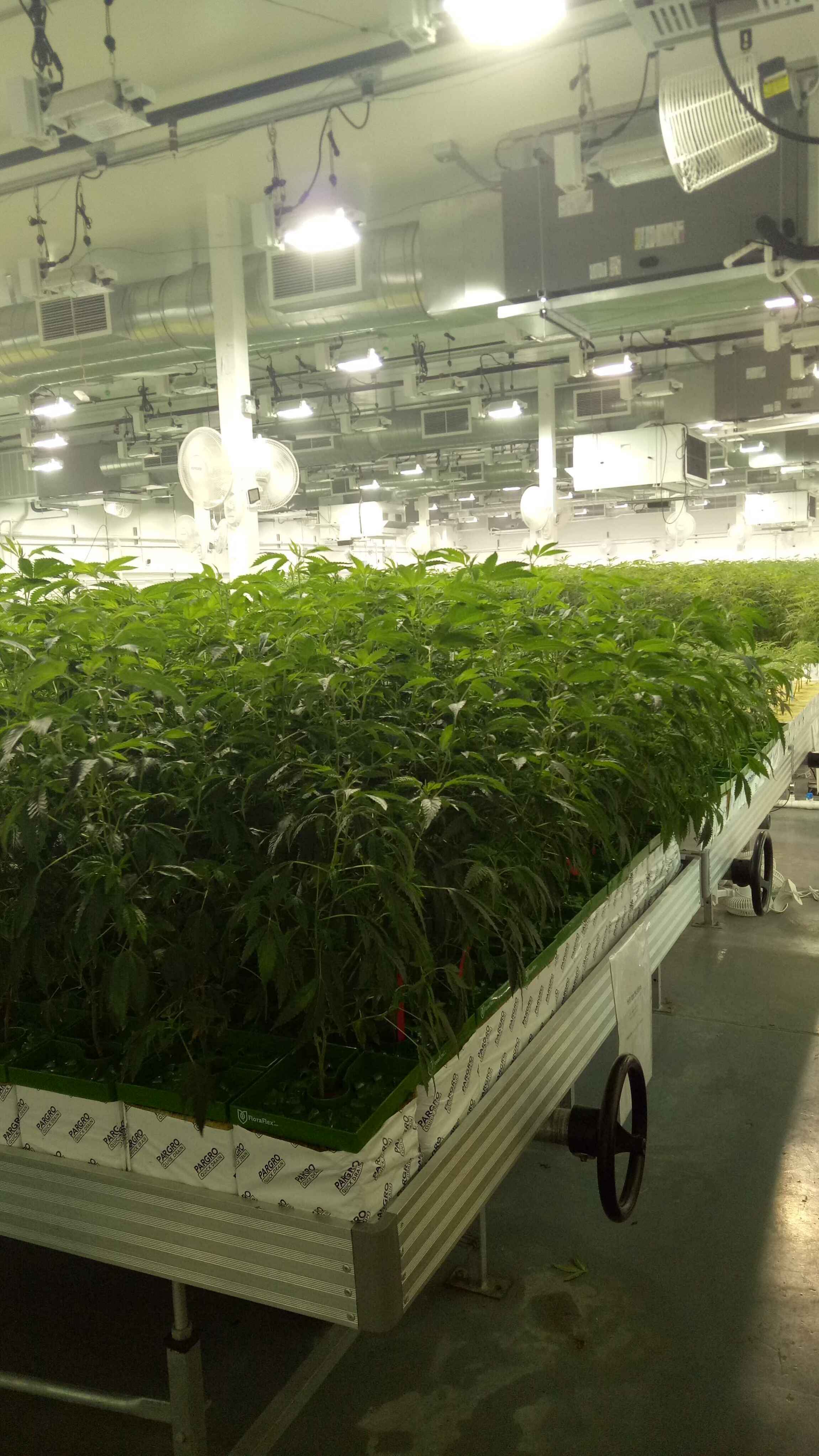 How much money can marijuana grow in the United States?