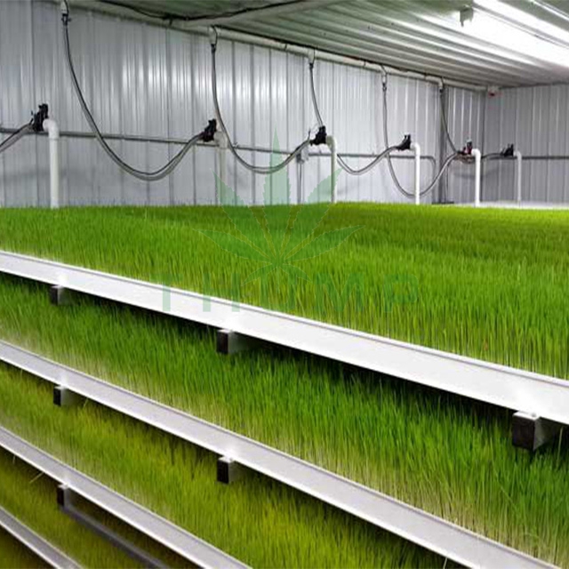 Hydroponic Vertical Barley Fodder Growing System For Sale