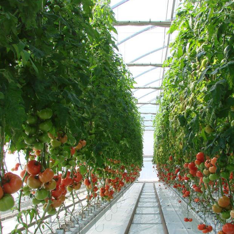 Hydroponics farm nft channels growing system