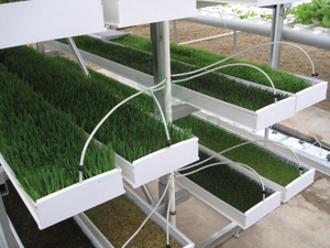 Hydroponic Microgreen Trays Sprouting Barley Fodder Growing Systems