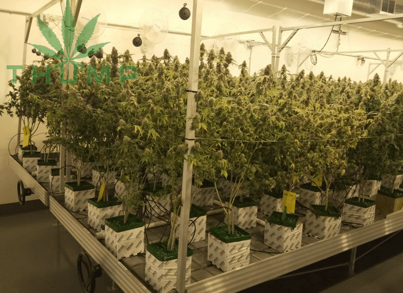 Planting density of cannabis