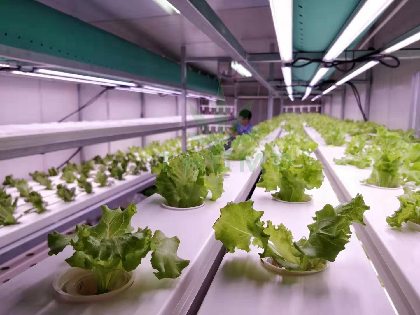 Shipping Container Farm