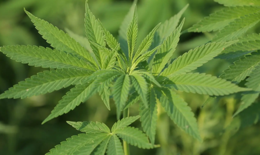 Industrial hemp biotechnology company to raise $35 million through direct offering