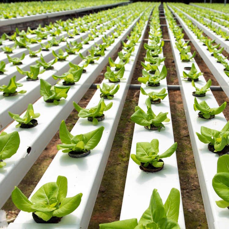 Hydroponics farm nft channels growing system