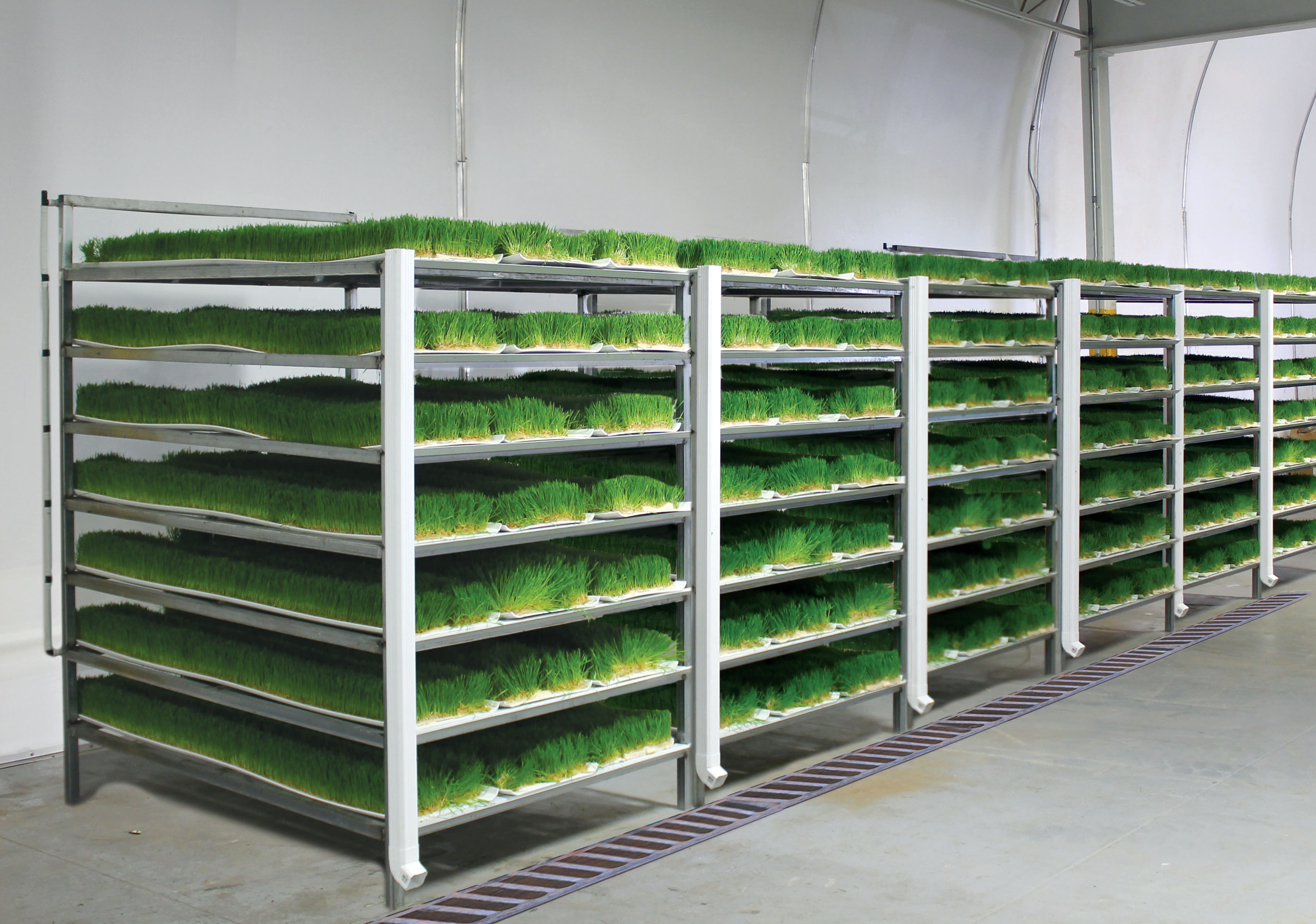 Commercial Growing Barley Fodder Systems for Sale Thump